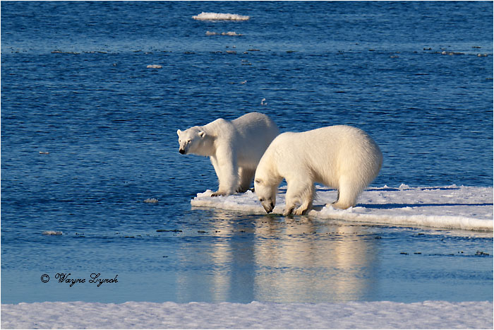 Polar Bears Interacting 111 by Dr. Wayne Lynch &copy;